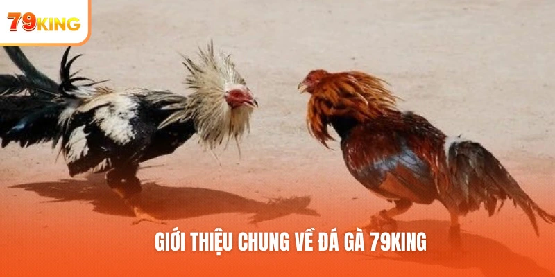 Giới thiệu chung về đá gà 79KING